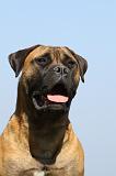 BULLMASTIFF 481